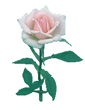 pkrose.gif (10996 bytes)