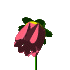 redCLR.gif (5662 Byte)