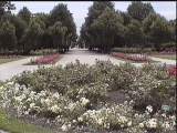 rosengarten.jpg (5998 Byte)
