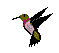 hbird.gif (1660 Byte)