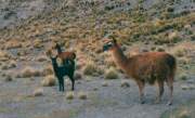 Llamas1.jpg (4720 bytes)